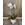 PHALAENOPSIS BELLEZA - Imagen 1
