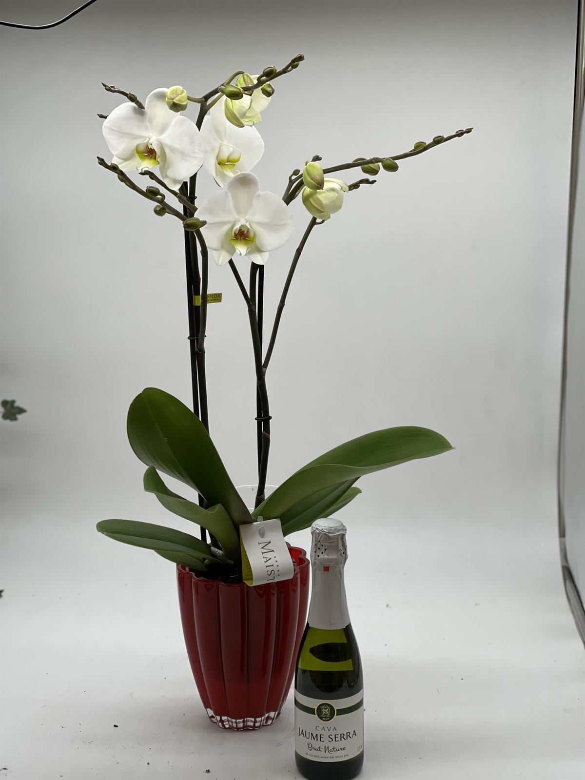 Phalaenopsis blanca con macetero y cava de regalo - Imagen 1