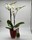 Phalaenopsis blanca con macetero y cava de regalo - Imagen 1