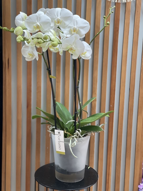 PHALAENOPSIS BLANCA - Imagen 1
