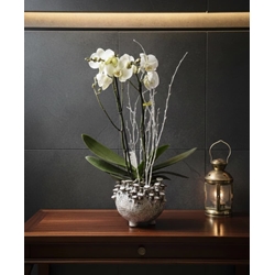 PHALAENOPSIS  CHAMPIÑON - Imagen 1