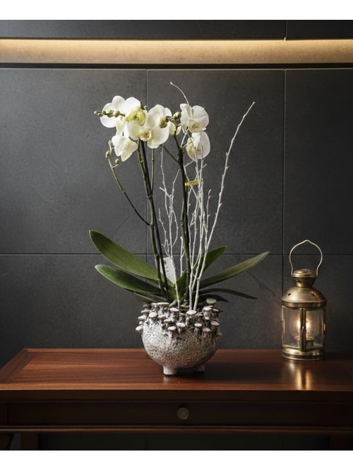 PHALAENOPSIS  CHAMPIÑON - Imagen 1