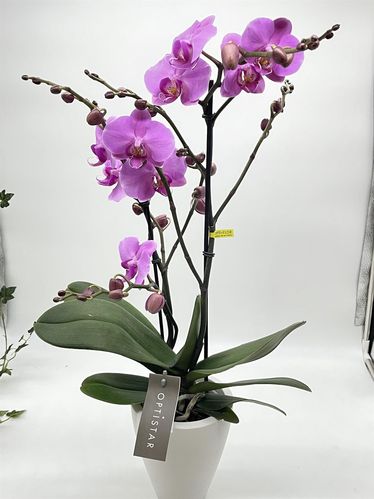 Phalaenopsis con cubre macetas de ceramica - Imagen 1