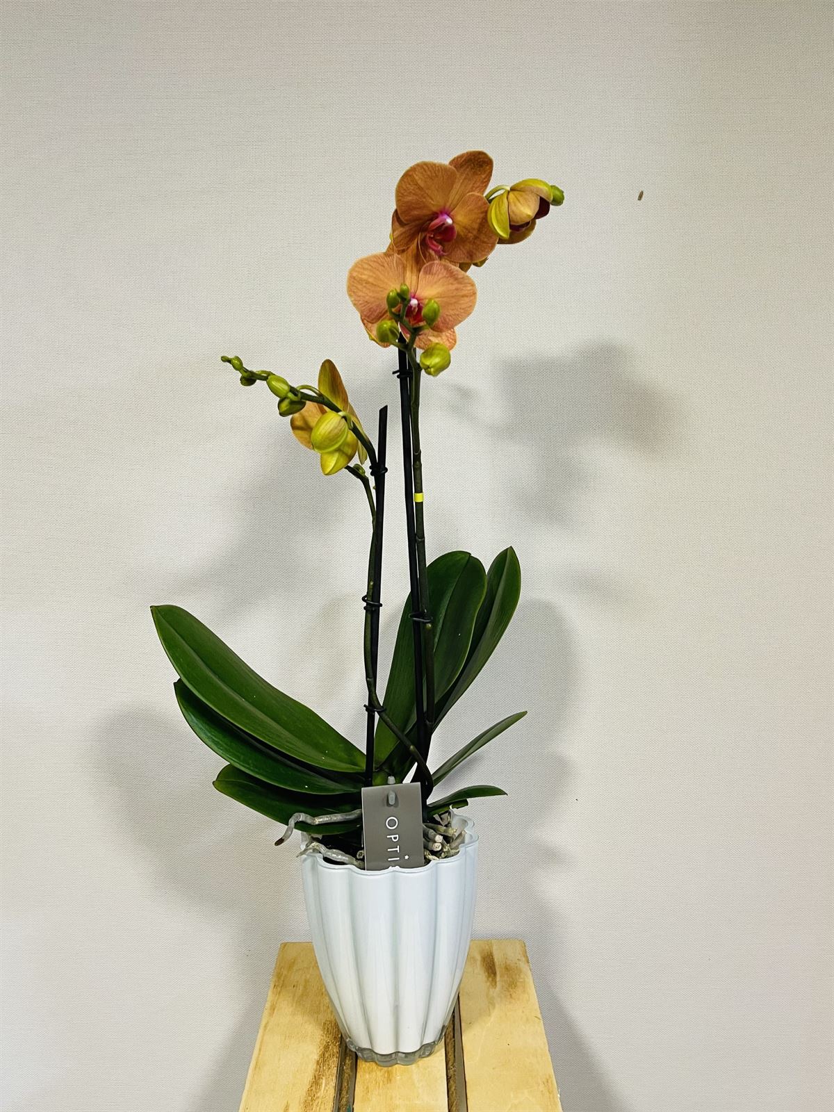 Phalaenopsis con cubre macetas de cristal - Imagen 1