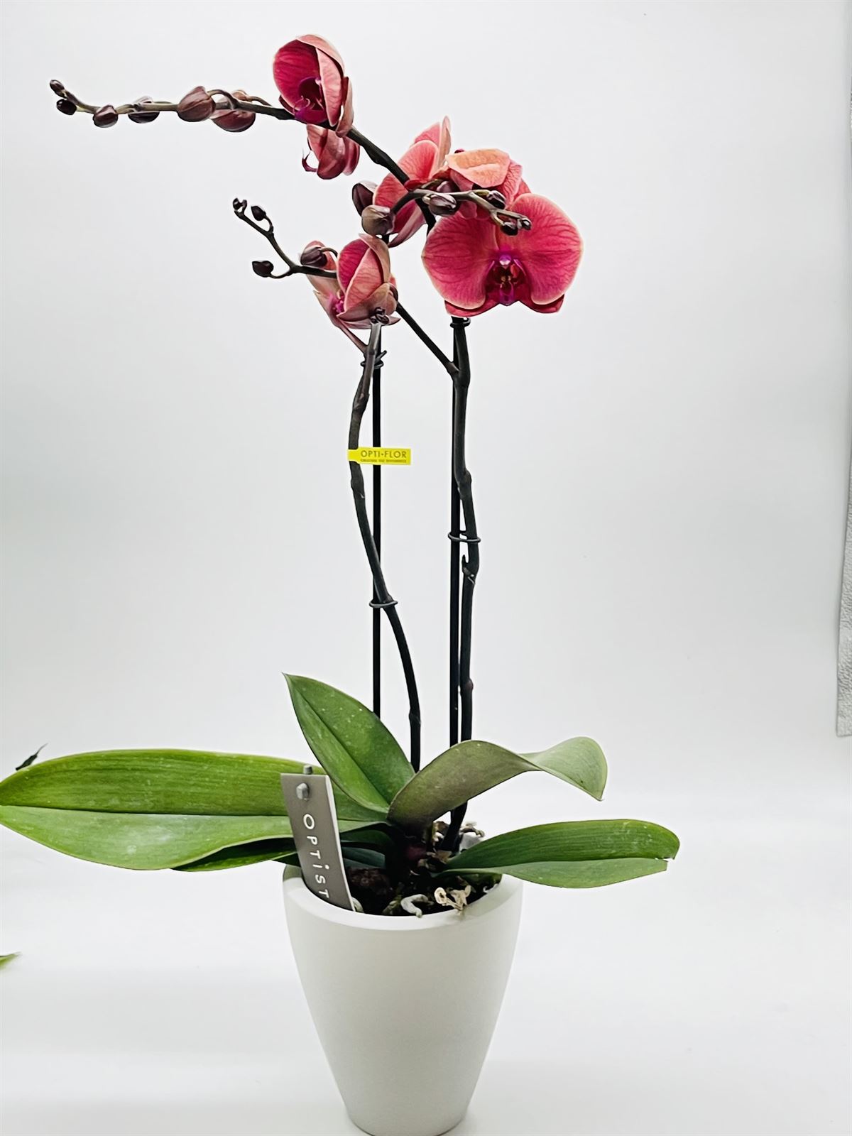 Phalaenopsis con cubre macetas - Imagen 1
