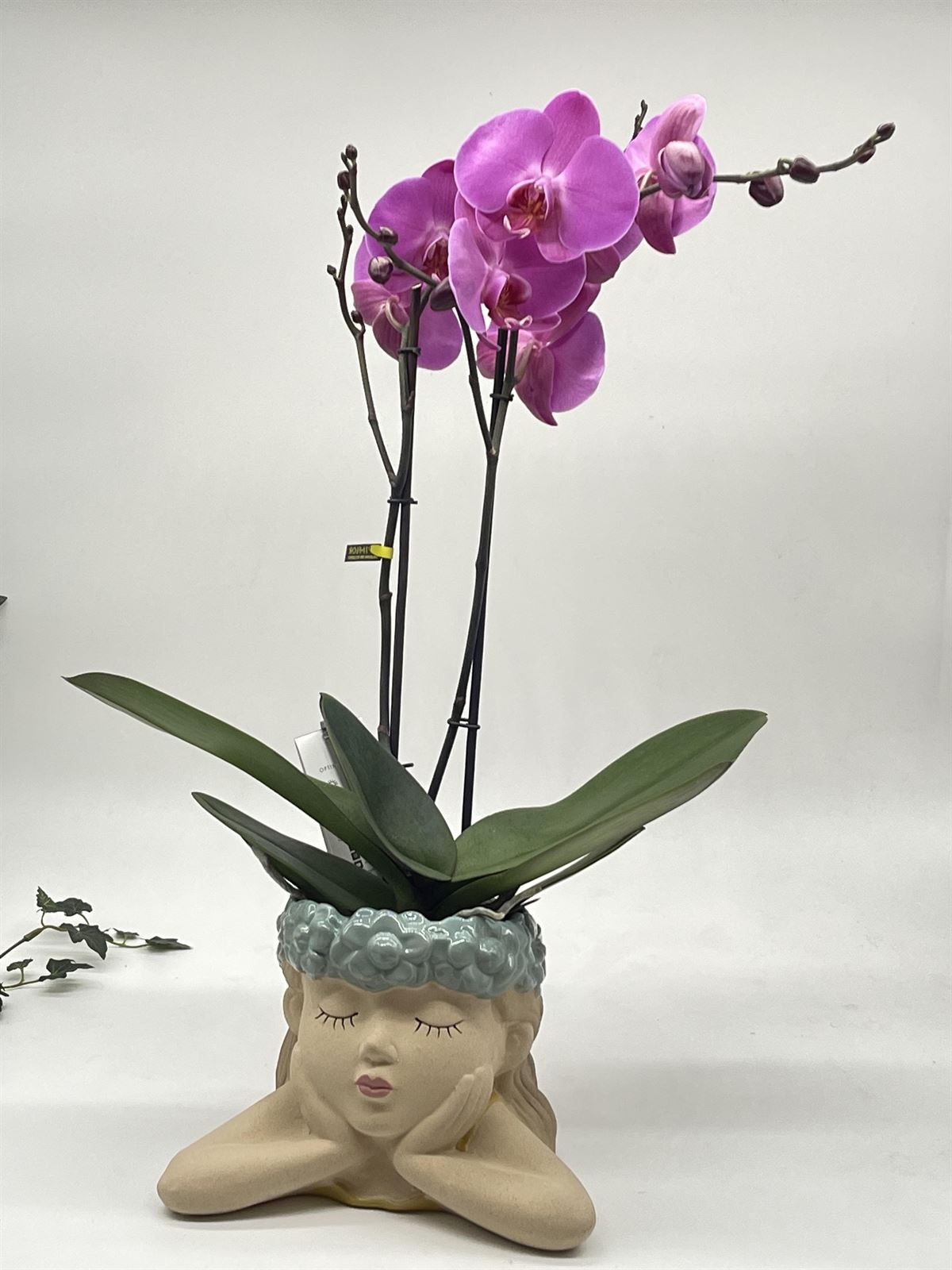 Phalaenopsis con cubremacetas niña - Imagen 1