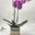 Phalaenopsis con cubremacetas niña - Imagen 1