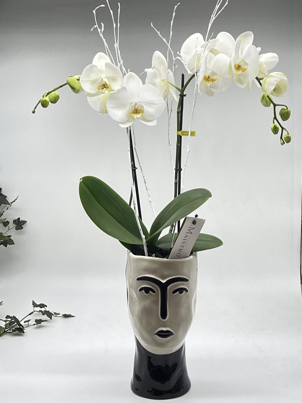 Phalaenopsis con cubremacetas picaso - Imagen 1