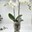 Phalaenopsis con cubremacetas picaso - Imagen 1