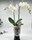 Phalaenopsis con cubremacetas picaso - Imagen 1