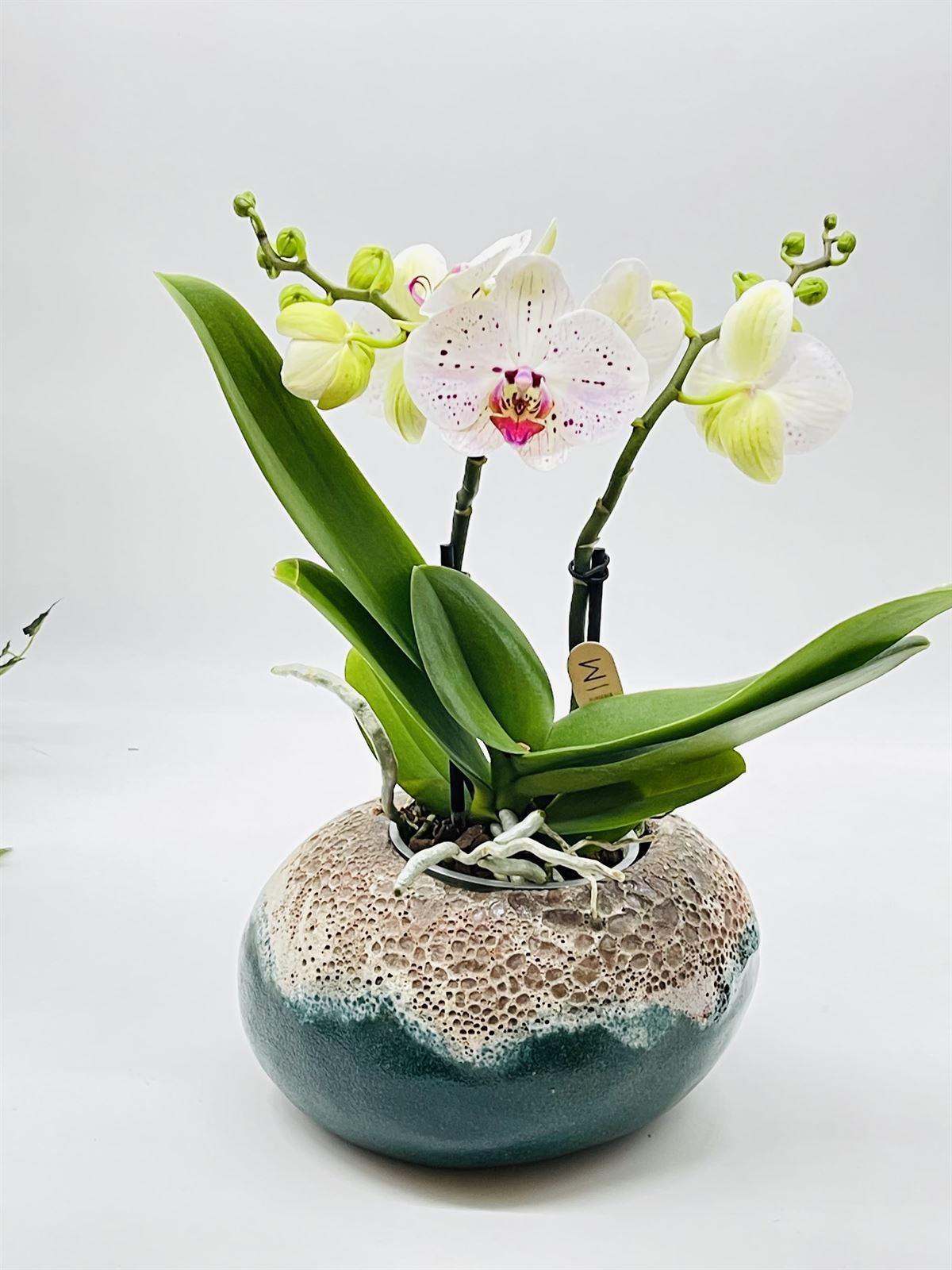 Phalaenopsis con cubremacetas rustica - Imagen 1