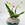 Phalaenopsis con cubremacetas rustica - Imagen 1