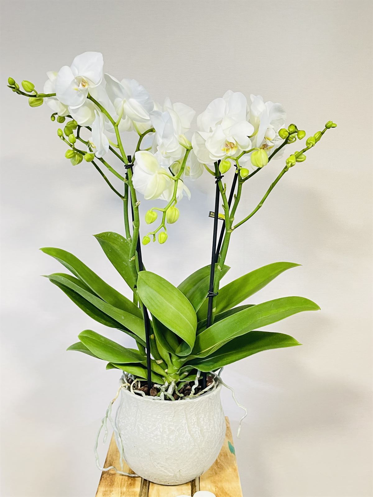 Phalaenopsis con cubremacetas - Imagen 1