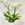 Phalaenopsis con cubremacetas - Imagen 1