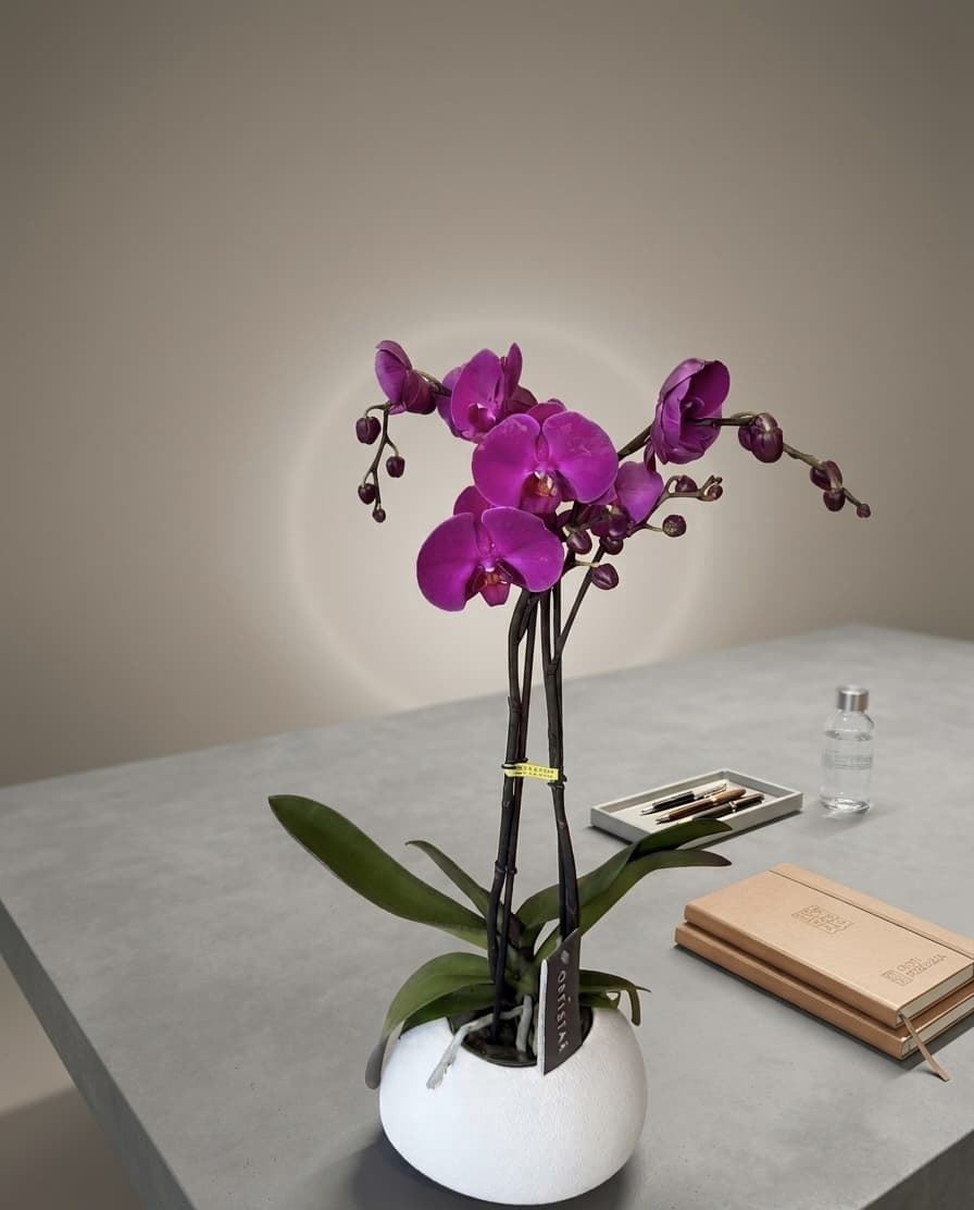 PHALAENOPSIS CON CUBREMACETAS - Imagen 1