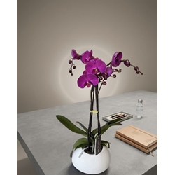 PHALAENOPSIS CON CUBREMACETAS - Imagen 1