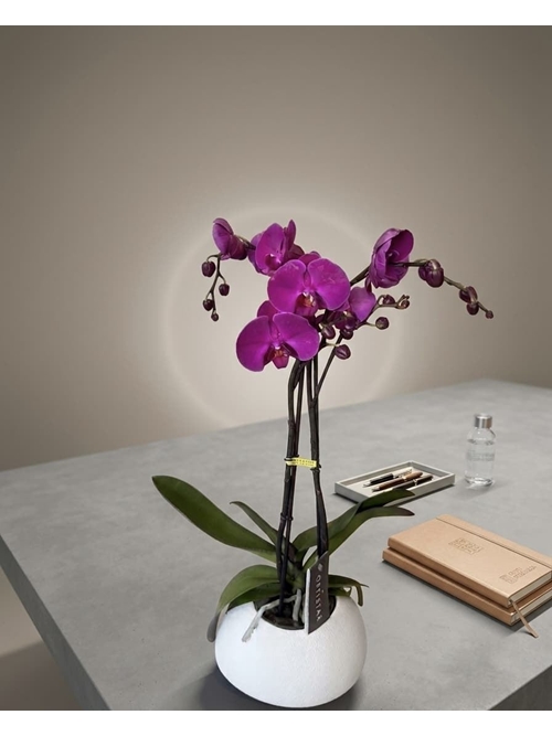 PHALAENOPSIS CON CUBREMACETAS - Imagen 1