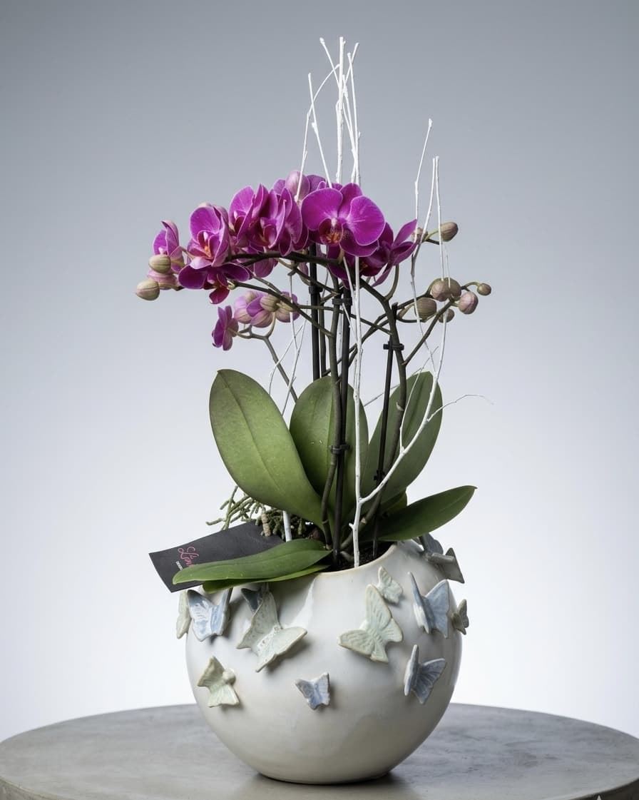PHALAENOPSIS CON CUBREMACETAS - Imagen 1