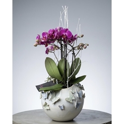 PHALAENOPSIS CON CUBREMACETAS - Imagen 1