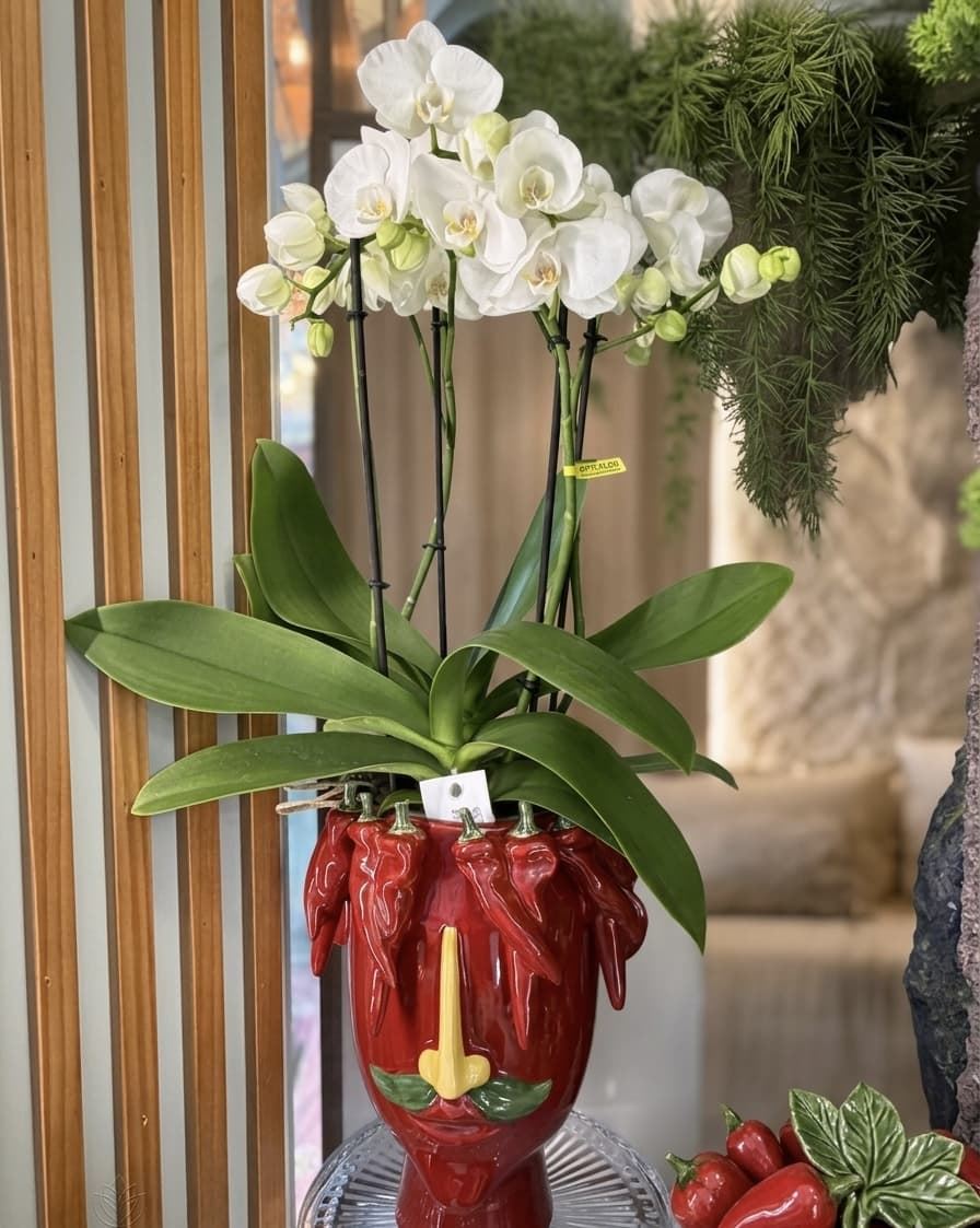 PHALAENOPSIS CON CUBREMACETAS - Imagen 1