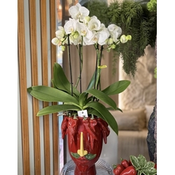 PHALAENOPSIS CON CUBREMACETAS - Imagen 1