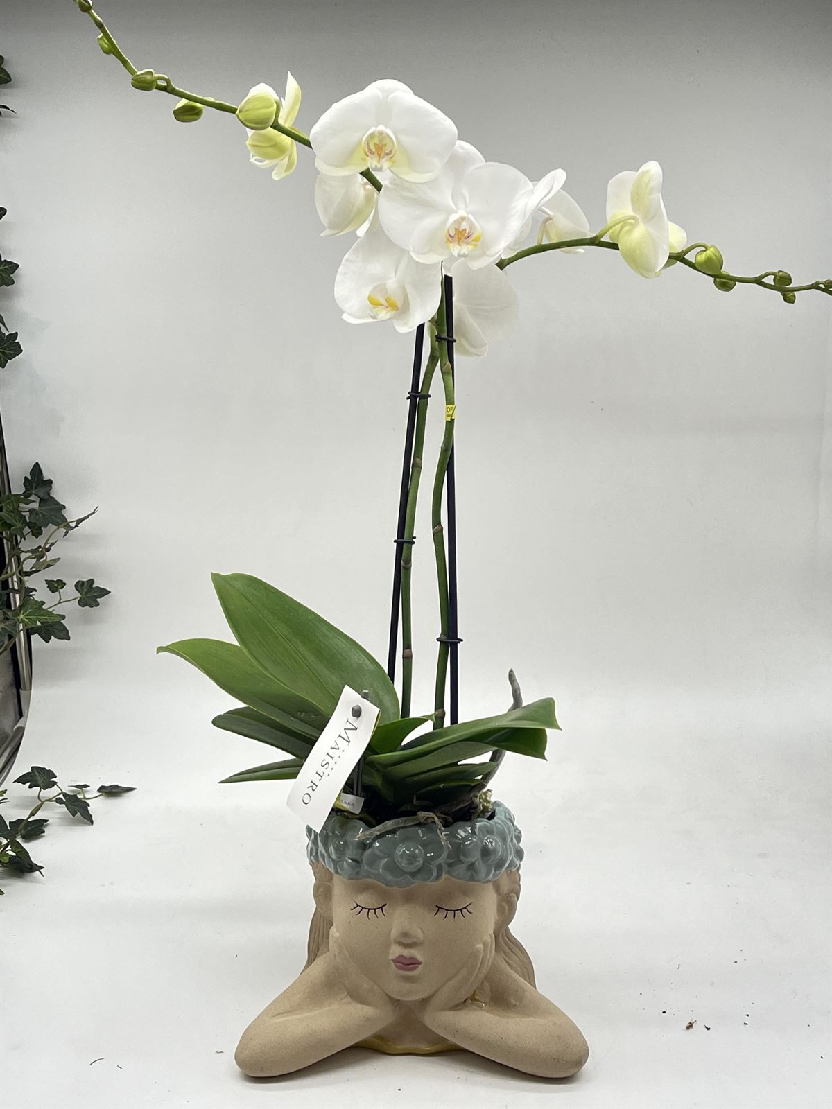 Phalaenopsis con macetero niña - Imagen 1