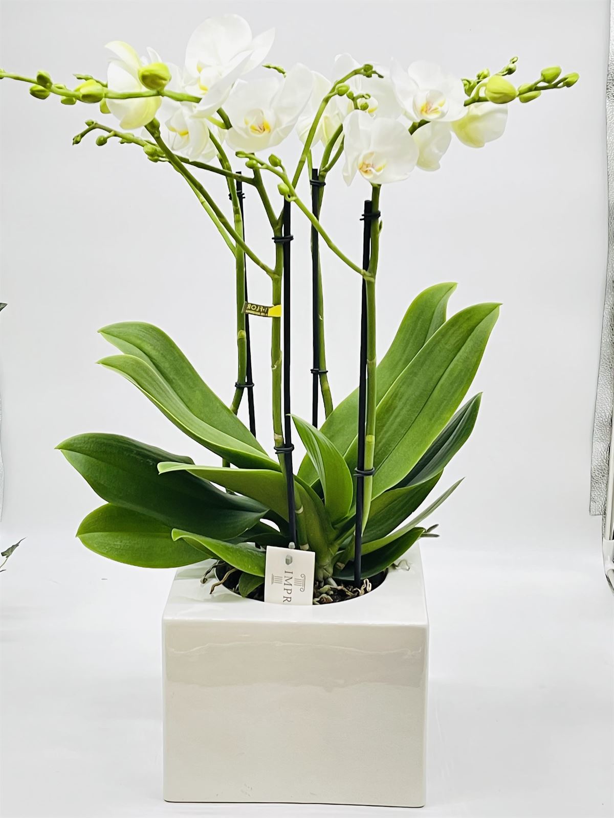 Phalaenopsis de 4 varas con cubremacetas - Imagen 1