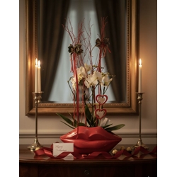 PHALAENOPSIS ELEGANCIA VIVA - Imagen 1