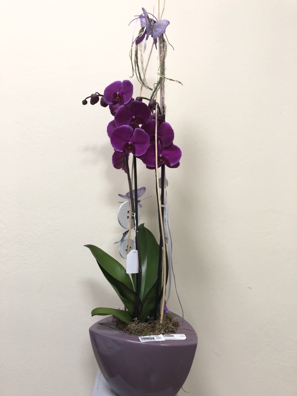 PHALAENOPSIS ELEGANCIA - Imagen 1