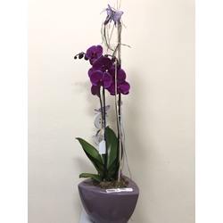 PHALAENOPSIS ELEGANCIA - Imagen 1