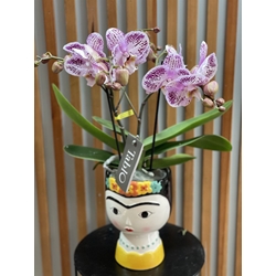 PHALAENOPSIS FRIDA - Imagen 1