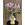 PHALAENOPSIS FRIDA - Imagen 1