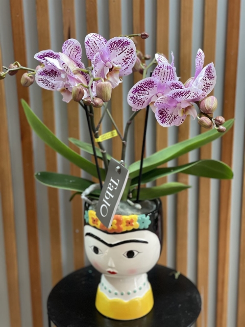 PHALAENOPSIS FRIDA - Imagen 1