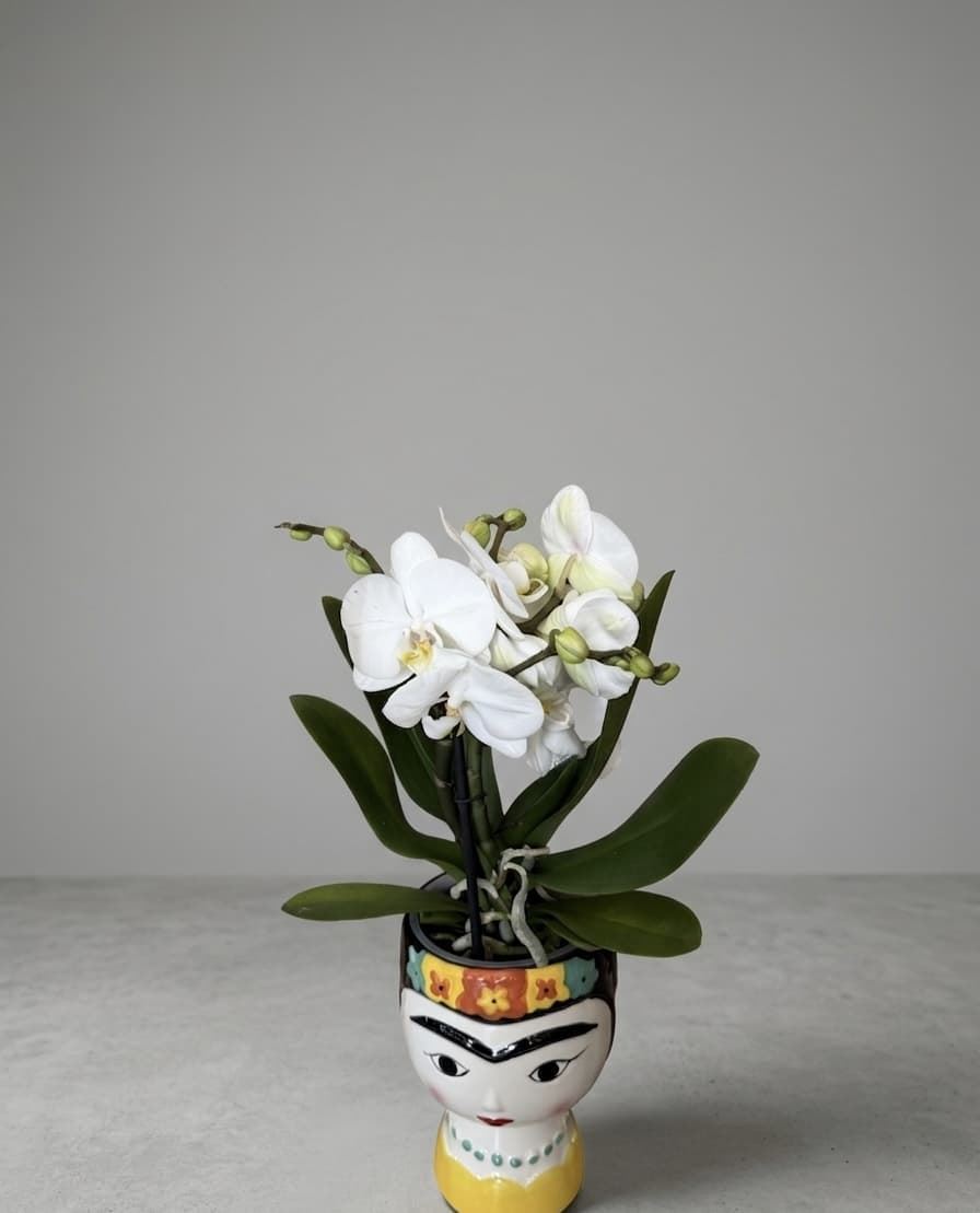 PHALAENOPSIS FRIDA - Imagen 1