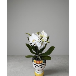 PHALAENOPSIS FRIDA - Imagen 1