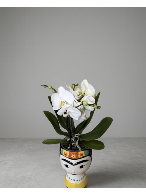 PHALAENOPSIS FRIDA - Imagen 1