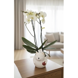PHALAENOPSIS GATITO - Imagen 1