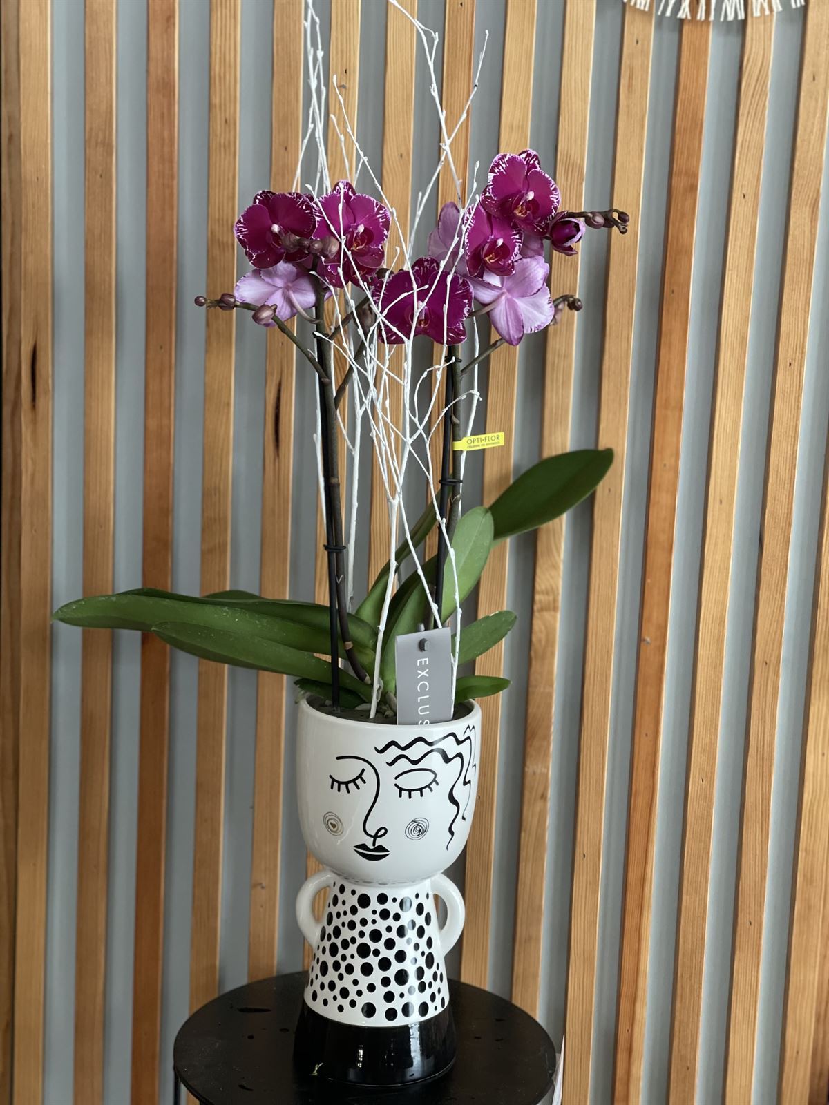 PHALAENOPSIS LIRA - Imagen 1