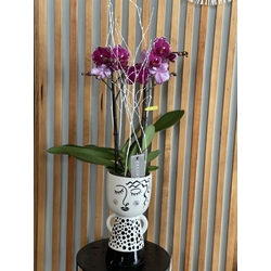 PHALAENOPSIS LIRA - Imagen 1