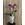 PHALAENOPSIS LIRA - Imagen 1