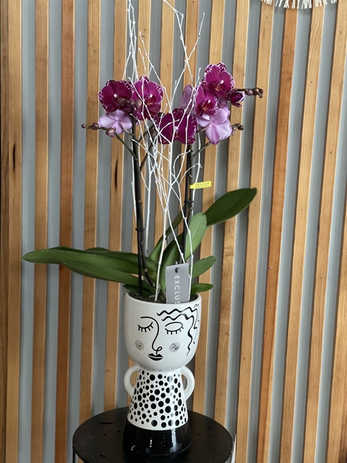 PHALAENOPSIS LIRA - Imagen 1