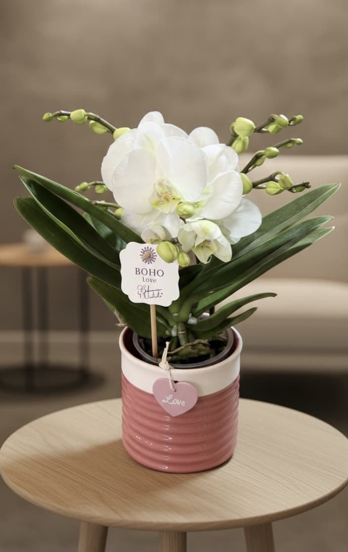 PHALAENOPSIS  LOVE - Imagen 1