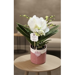 PHALAENOPSIS  LOVE - Imagen 1