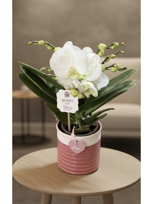 PHALAENOPSIS  LOVE - Imagen 1