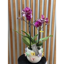 PHALAENOPSIS MARIPOSAS - Imagen 1