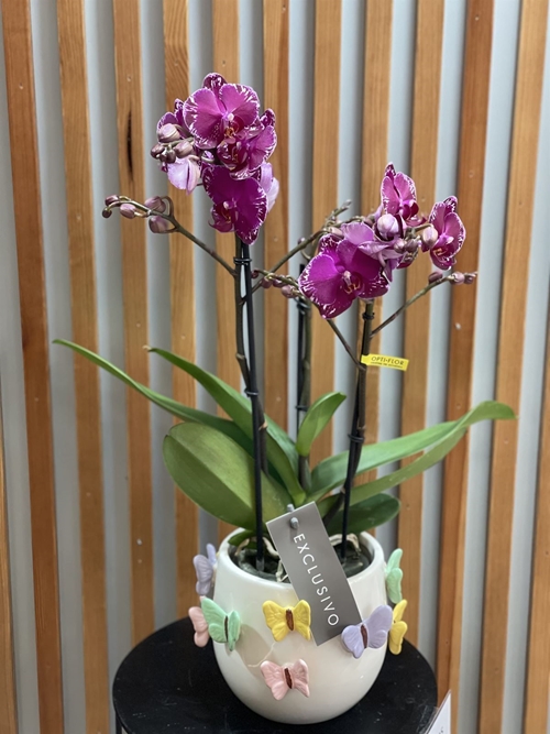 PHALAENOPSIS MARIPOSAS - Imagen 1