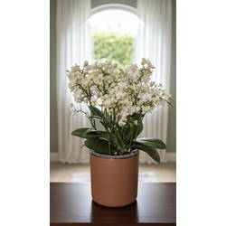 PHALAENOPSIS  MULTI SIN CUBREMACETAS - Imagen 1