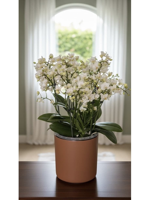 PHALAENOPSIS  MULTI SIN CUBREMACETAS - Imagen 1