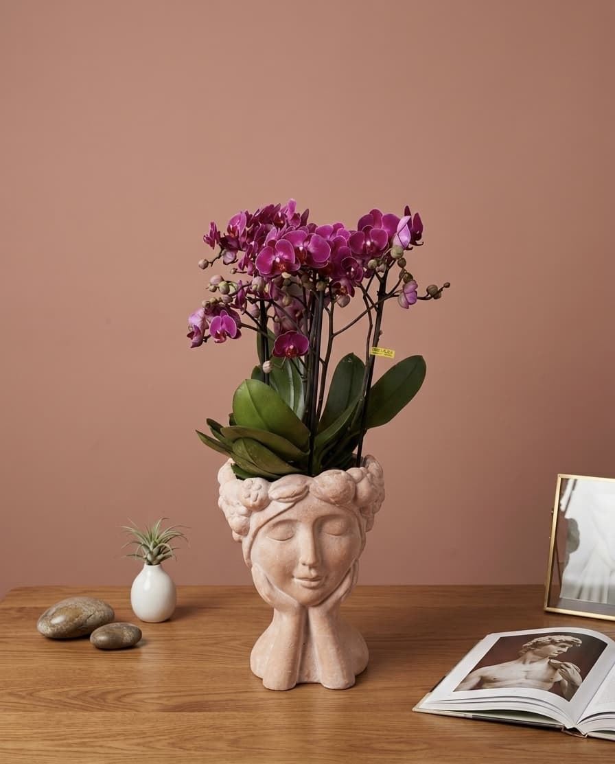 PHALAENOPSIS MULTIFLORA MALVA - Imagen 1