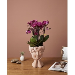 PHALAENOPSIS MULTIFLORA MALVA - Imagen 1